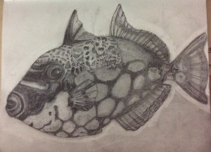 Trigger Fish